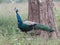 Beautiful peacock walking in forest