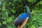 Beautiful peacock walking on green grass