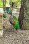 Beautiful peacocks with blue and green