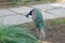 Beautiful peacocks on the green grass. The female peacock. nature