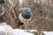 A beautiful peafowl, female, standing and waiting on rock