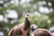 Beautiful peafowl peacock peahen found roaming in Nami Island Seoul South Korea