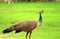 Beautiful Peahen in Green Grass - Female Peacock