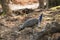 Beautiful peahen roosting in forest landscape