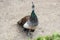 A beautiful peahen walking, hopping and flying over the buildings of Paldi, a suburb in the city of Ahmedabad, Gujrat