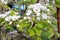 Beautiful pear blossom flowers