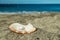 Beautiful pearl in the pearl shell on the sand beach. Sea and blue sky