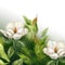 Beautiful pearly white ivory Magnolia flower leaf branch plant tree bush frame background backdrop computer graphic digital