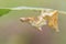 A beautiful Pebble Prominent Moth Caterpillar Notodonta ziczac feeding on a leaf.