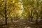 Beautiful Pecan tree orchard during autumn