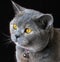 Beautiful pedigree british shorthair cat