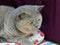 Beautiful pedigree cat persian british shorthair feline resting cushion