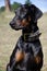 Beautiful pedigree male Dobermann