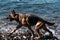 Beautiful pedigreed dog in motion in profile against the blue sea. A German shepherd walks along the beach and holds a wooden