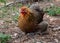 Beautiful Pekin bantam chicken