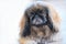 Beautiful Pekingese dog looking at camera.