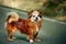 Beautiful Pekingese dog outdoor