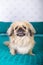 Beautiful pekingese on soft sofa