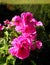 Beautiful pelagonium purple geranium flowers