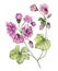 Beautiful pelargonium flower twig with green leaves and closed buds isolated on white background. Watercolor painting