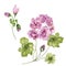 Beautiful pelargonium flowers on stems with green leaves and closed buds isolated on white background. Botanical set.
