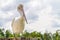 An beautiful pelican