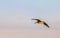 Beautiful pelican bird pelicans birds flying over the sea Mexico