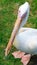 Beautiful pelican close-up,top view,large white bird on green grass