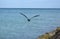 Beautiful pelican flying over the carribean waters