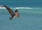 Beautiful Pelican Flying Over Water in Aruba