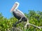 Beautiful Pelican at Galapagos