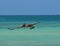 Beautiful Pelican Gliding In Flight Over the Ocean