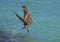 Beautiful Pelican With His Wings Extended as He Lands