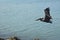 Beautiful pelican with its wings fully extended