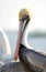 A beautiful pelican posing