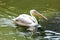Beautiful pelican swimming at the egyptian zoo