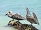 Beautiful pelicans in the caribbean sea