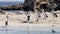 Beautiful pelicans and cormorants on the beach of Penguin Island, Rockingham, Western Australia