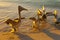 Beautiful pelicans by the sea at sunset. Varadero. Cuba