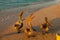 Beautiful pelicans by the sea at sunset. Varadero. Cuba