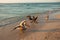 Beautiful pelicans by the sea at sunset. Varadero. Cuba