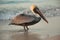 Beautiful pelicans by the sea at sunset. Varadero. Cuba