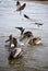 Beautiful pelicans and seagulls at shore