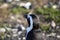 Beautiful Penguin at Cape Stony Point in South Africa, this is a beautiful black and white animal that lives on the coastline of