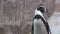 Beautiful penguin close up slow motion