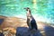 Beautiful penguin standing next to an outdoor pool during spring