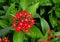 Beautiful Pentas flower with green leaves background in the garden