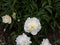 Beautiful peonies in the Garden of Mount Vernon