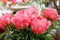 Beautiful peonies `Pink Hawaiian Coral`