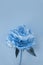 Beautiful peony flowers in classic blue color of the Year 2020, natural background, greeting card, advertising banner.